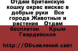 Отдам британскую кошку окрас вискас в добрые руки - Все города Животные и растения » Отдам бесплатно   . Крым,Гвардейское